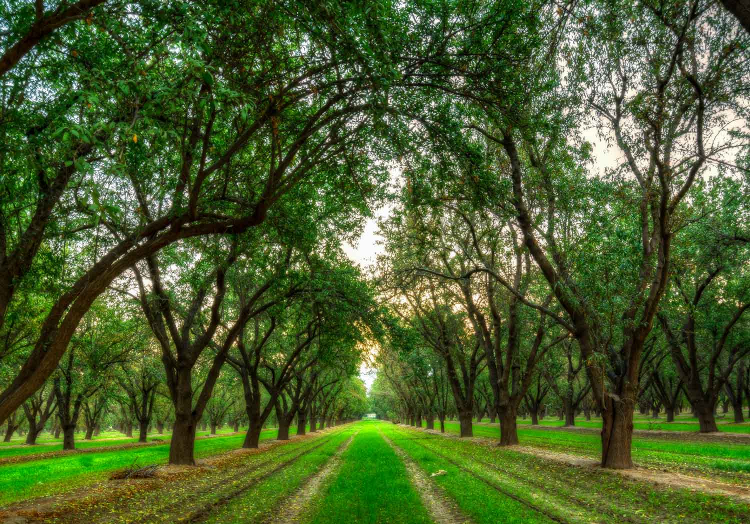 Photo of an orchard in Kern County, California.